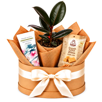 🌿🤎 Ficus & Little Luxuries Plant Hamper 🤎🌿