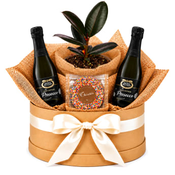 🌿🥂 Ruby Ficus & Bubbles Hamper 🥂🌿