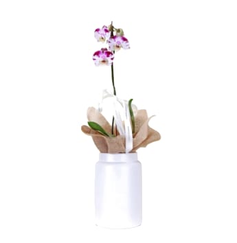 Elegant Phalaenopsis Orchid In Pot