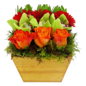 View our Autumn collection