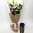 Daily Bouquet — Lilies, Blooms & Truffle Chips