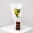Daily Bouquet - Sunlit stems and chocolate citrus