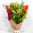 Daily Bouquet Vivid Symphony