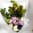 Daily Bouquet — Roses, Snapdragons & Refined Charm