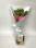 Daily Bouquet - Soft peach pop with biscuit stash