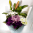 Daily Bouquet Refined Harmony in Bloom