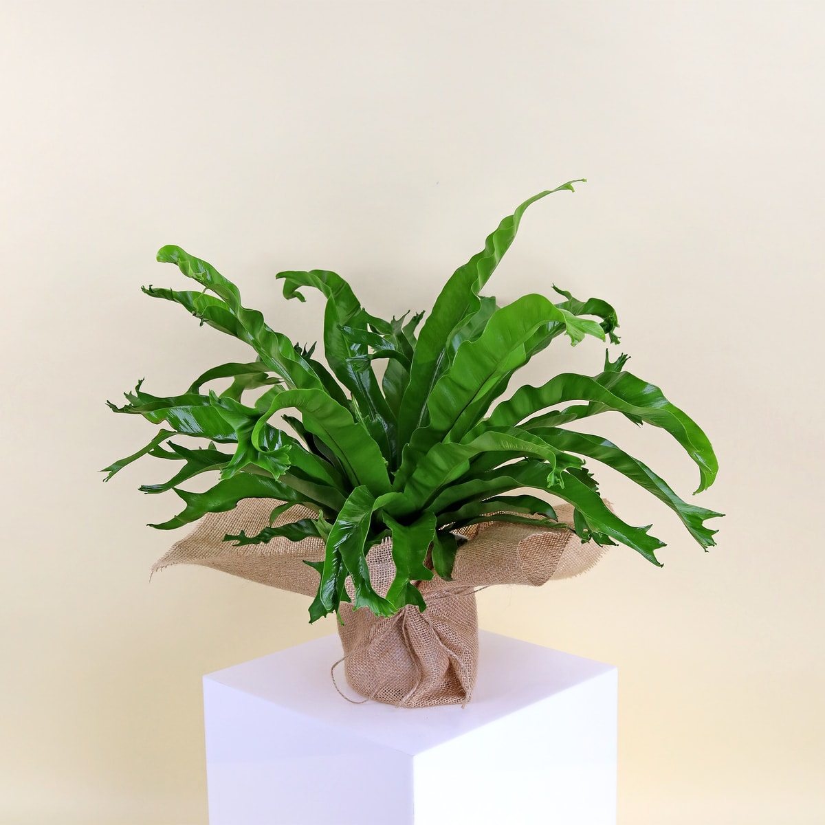 Birds Nest Fern "Chrissie"