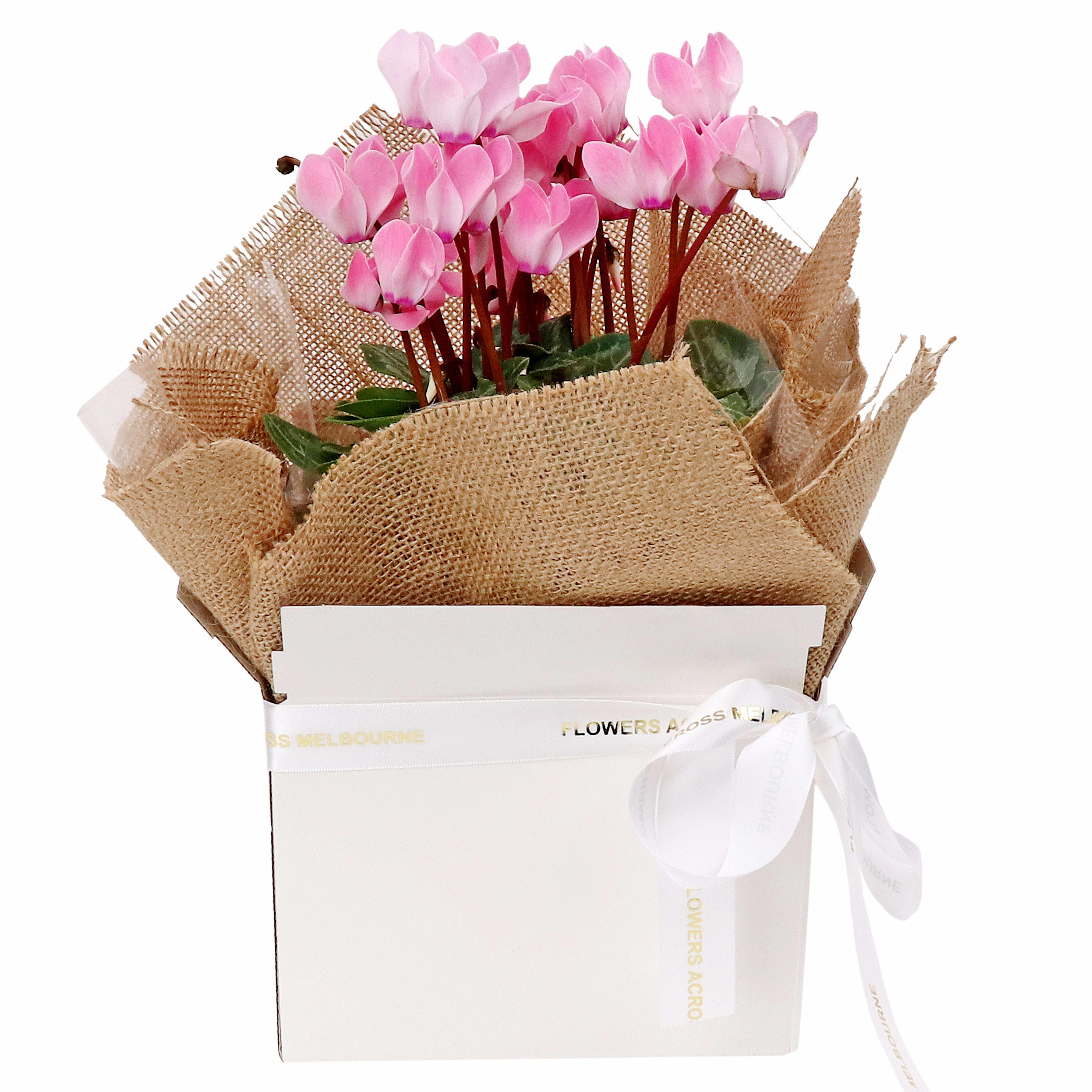Gift Boxed Cyclamen