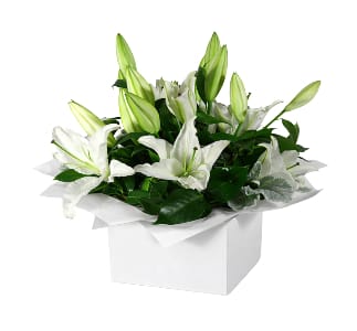 Pure Elegance White Lily Flower Box