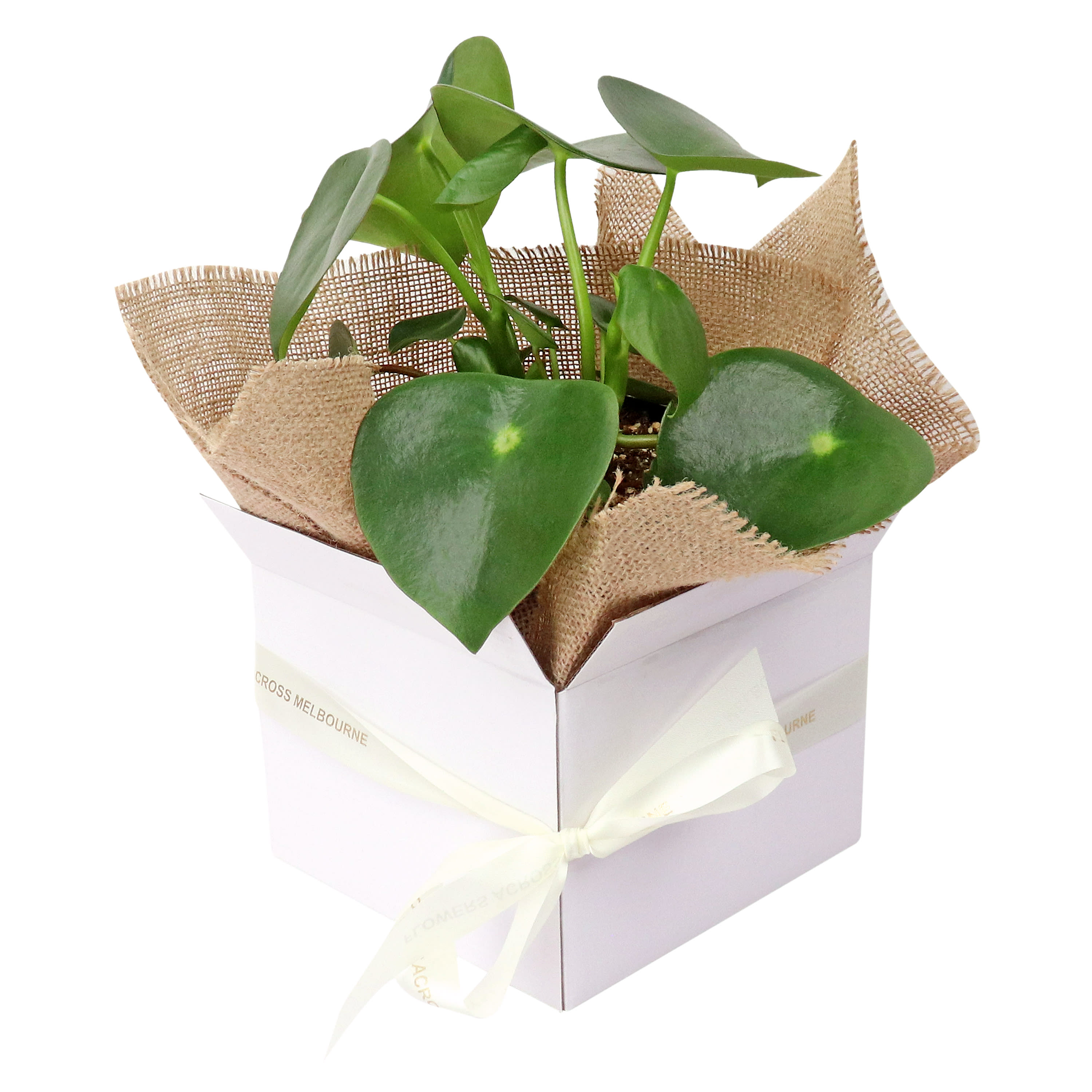 Peperomia   Polobotrya