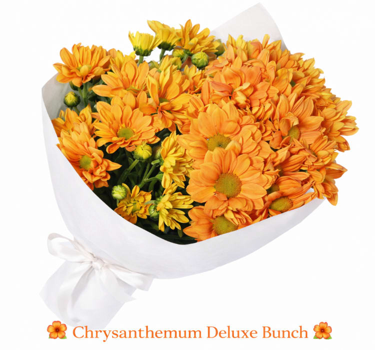 Chrysanthemum Bunch