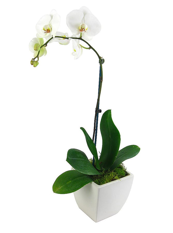 Phalaenopsis Orchid Plant