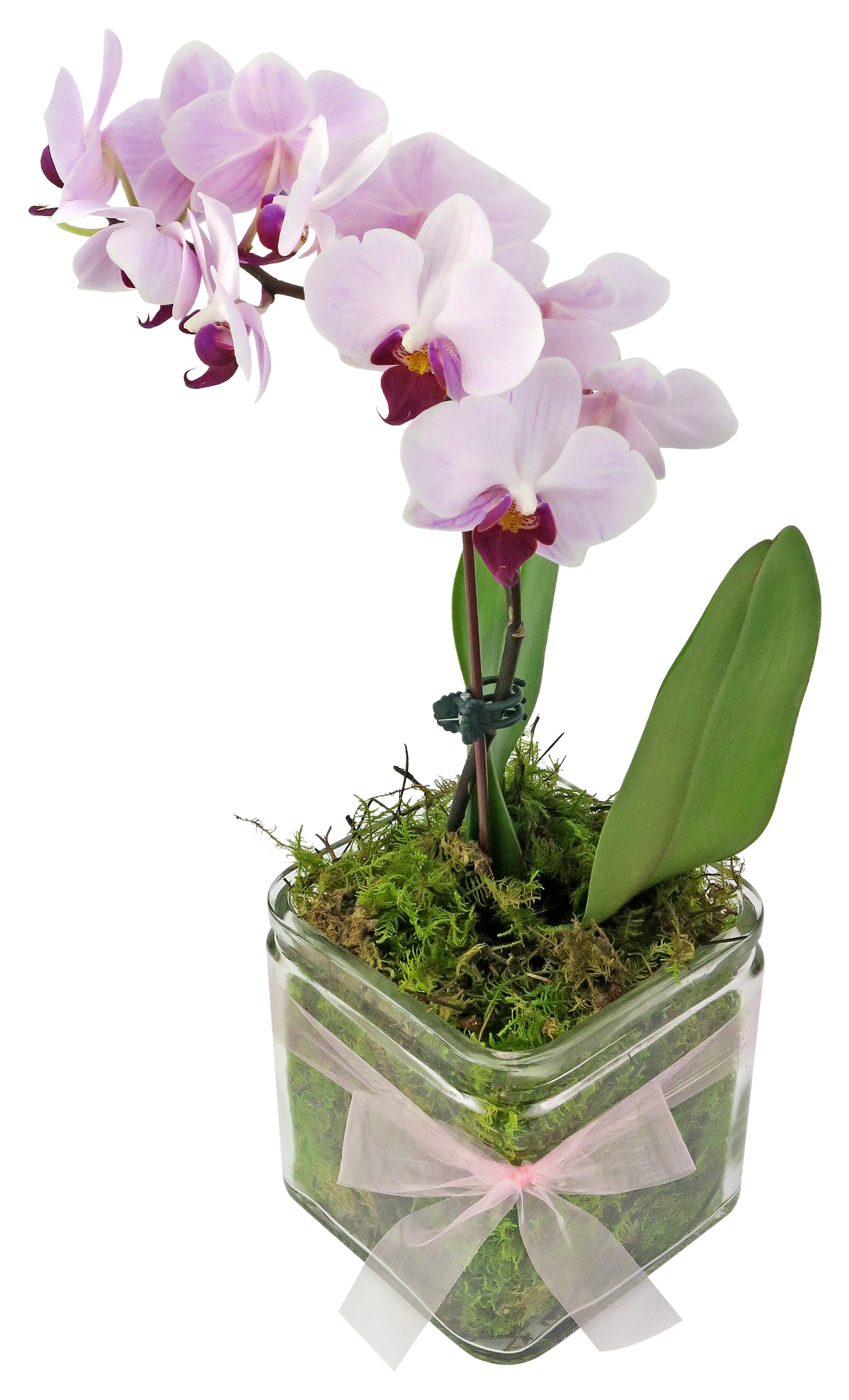 Phalaenopsis Vase   Cube