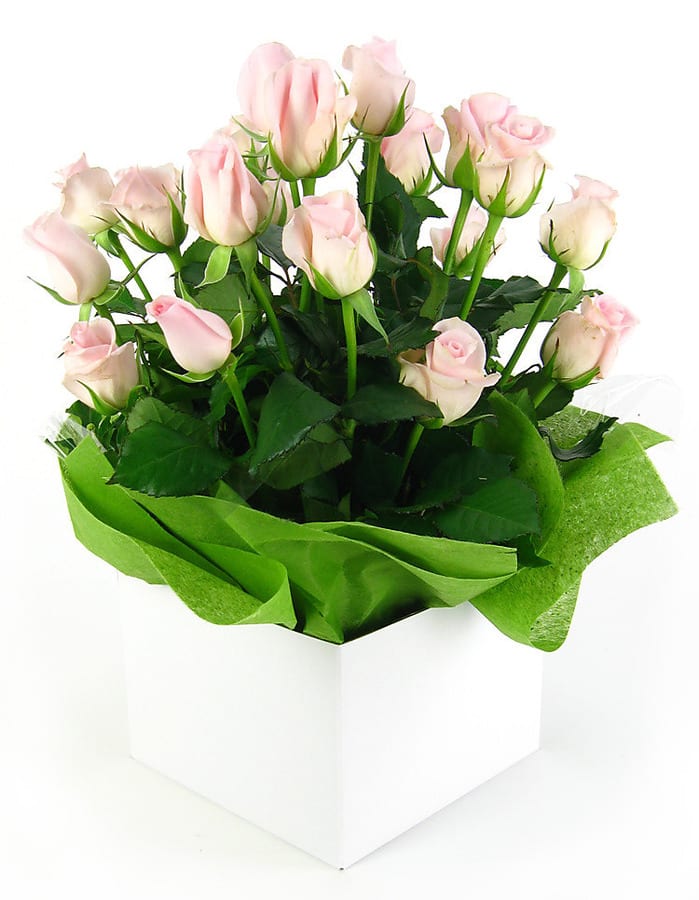 Bliss Pink Rose Flower Box