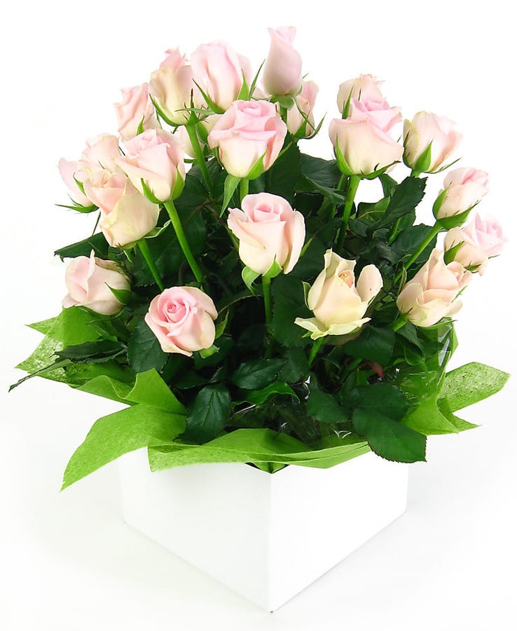 Bliss Pink Rose Flower Box