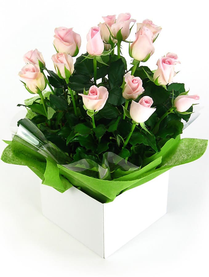 Bliss Pink Rose Flower Box
