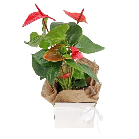 Gift Boxed Anthurium Plant