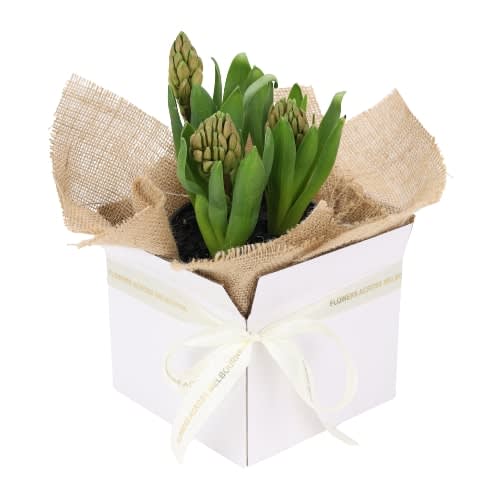 Gift Boxed Hyacinth Plant