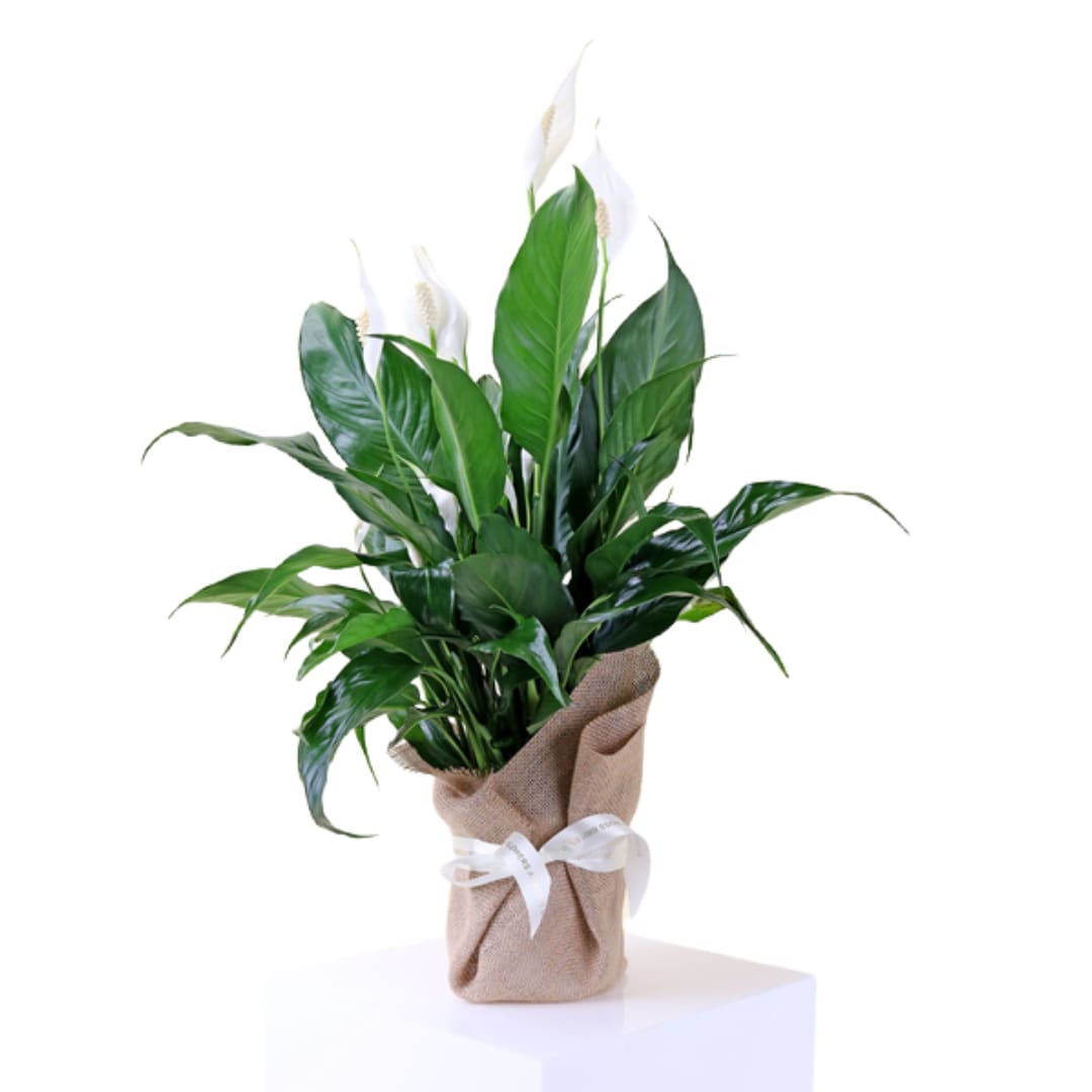 Peace Lily Plant