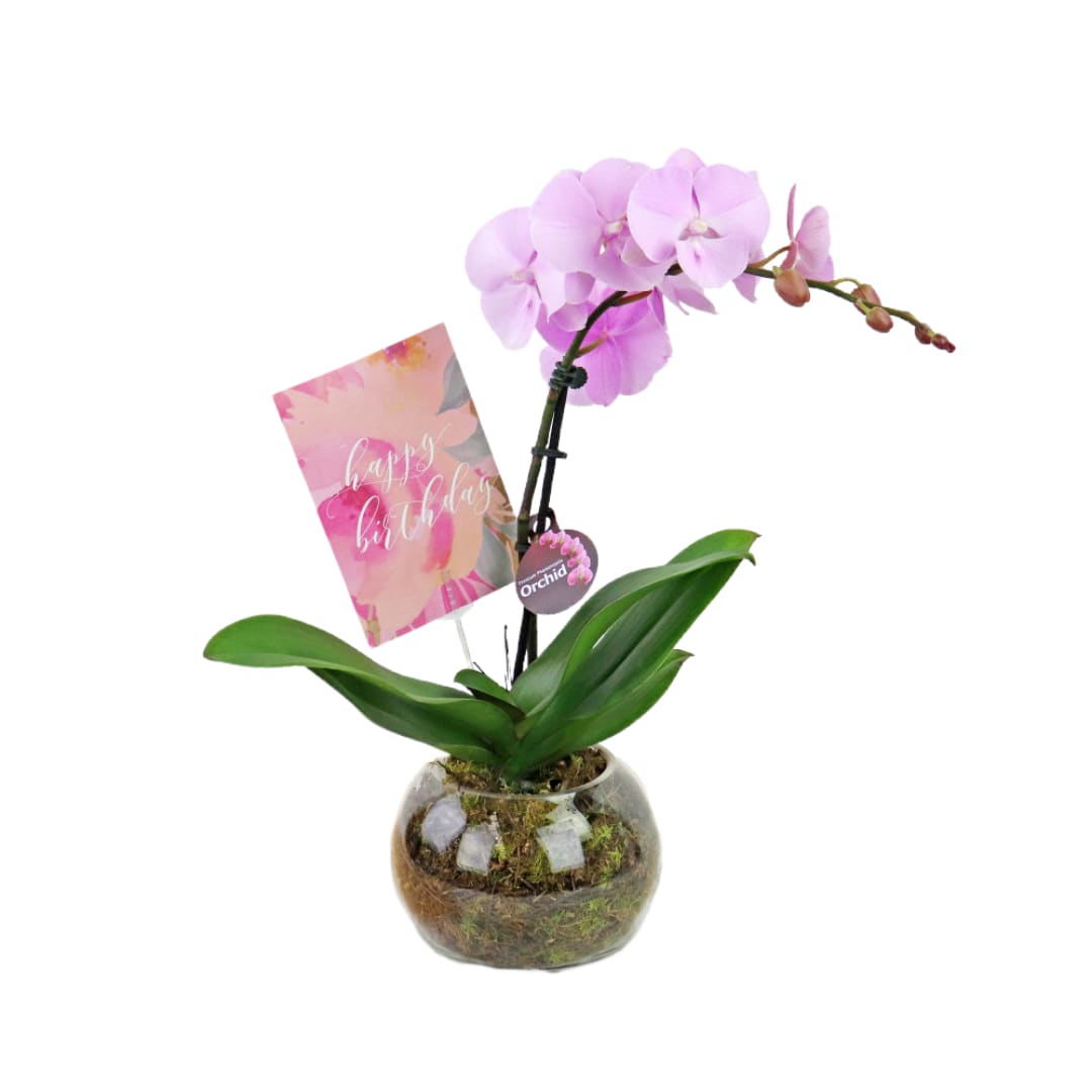 Birthday Orchid Plant In Glass Fish Bowl