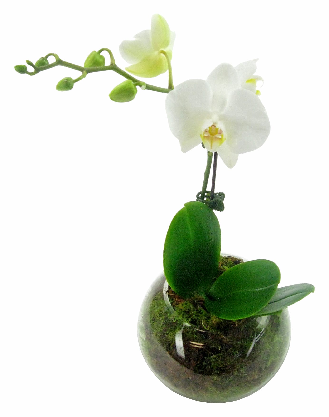 White Orchid Fishbowl