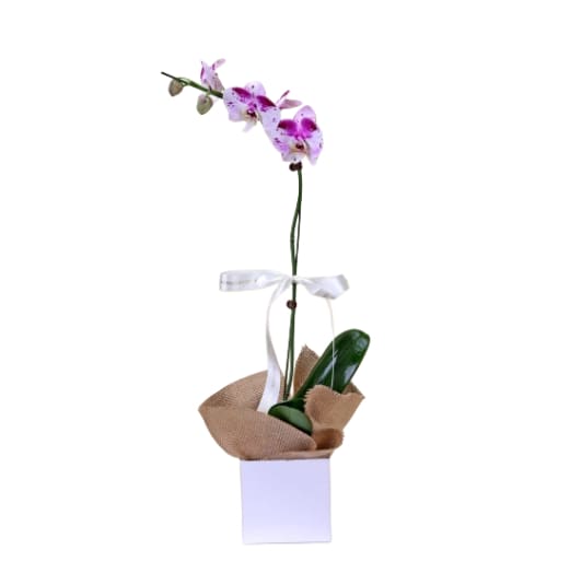 Phalaenopsis Orchid Gift Boxed Plant