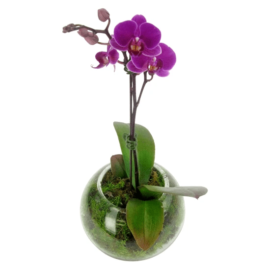 Pink Orchid Fishbowl