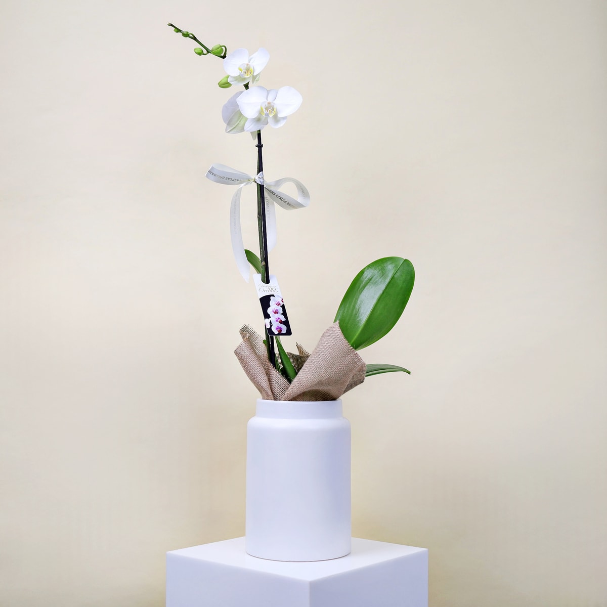 Elegant Phalaenopsis Orchid In Pot