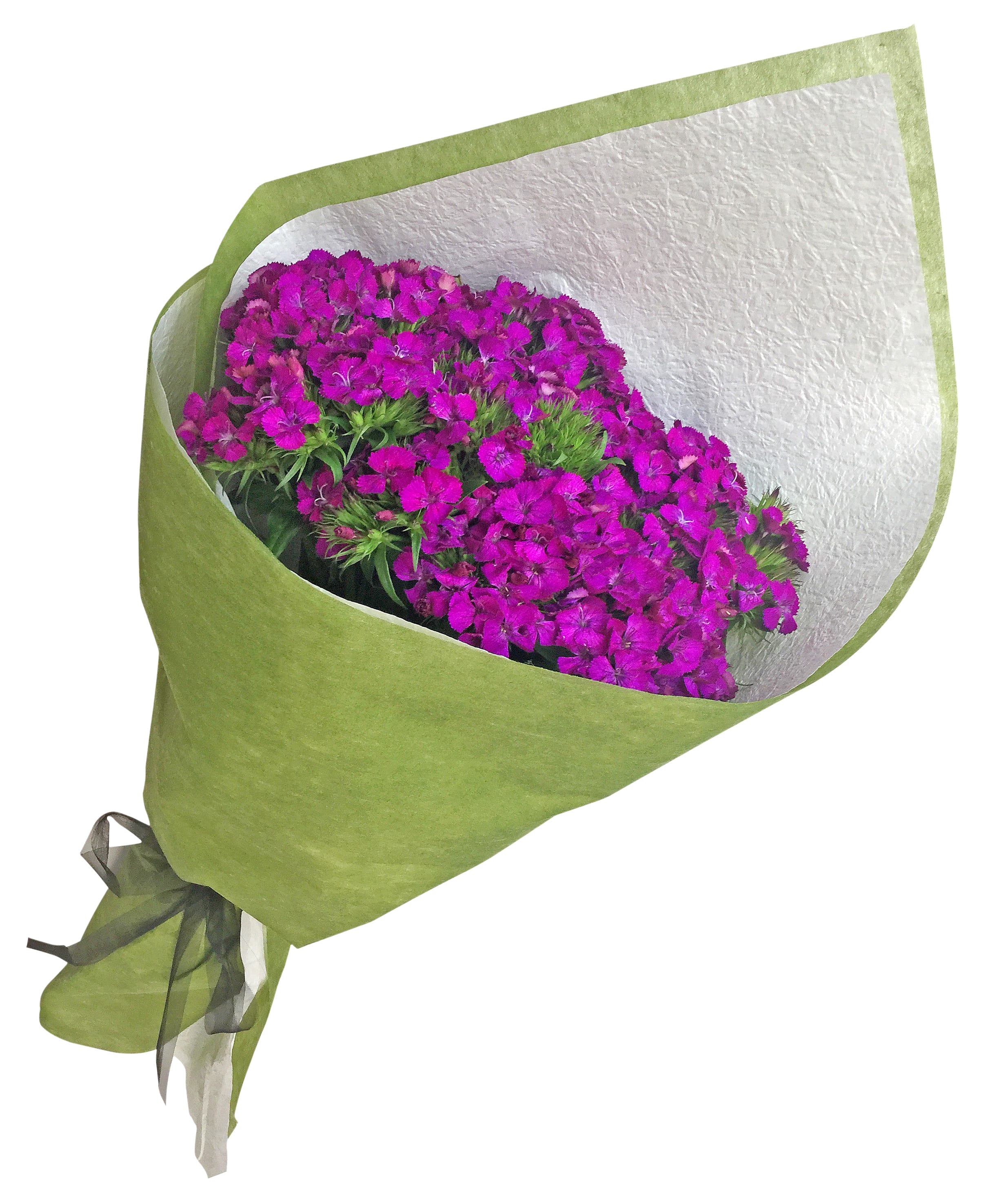 Sweet William