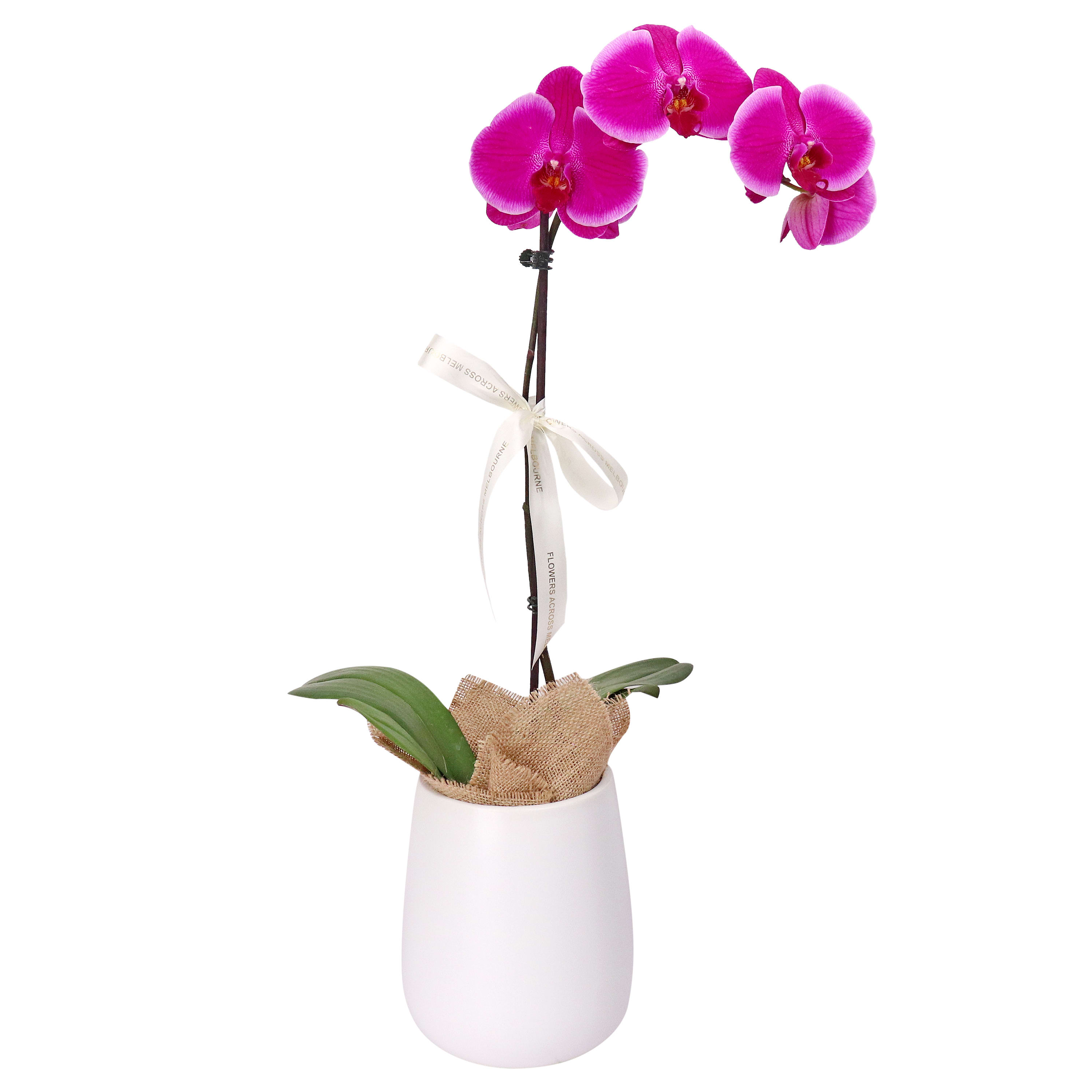 Sophisticated Pink Bloom