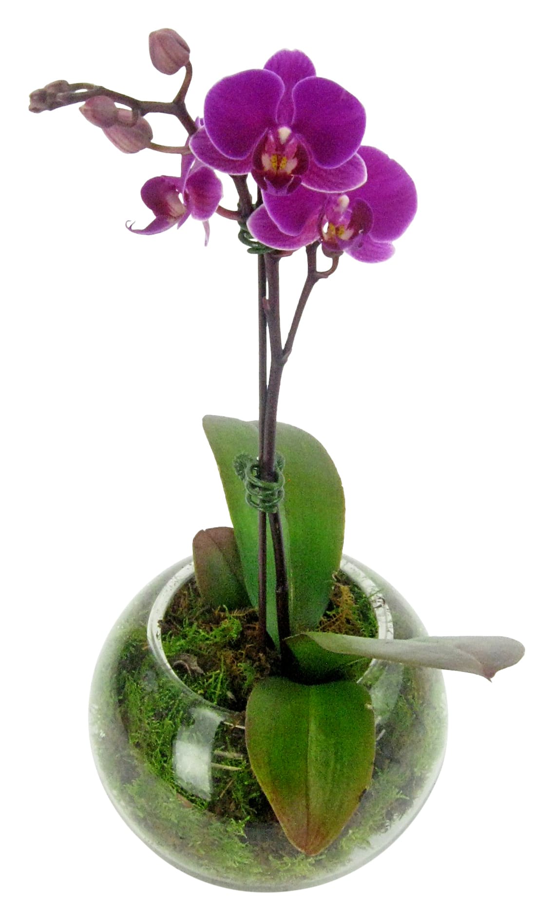 Pink Orchid Fishbowl