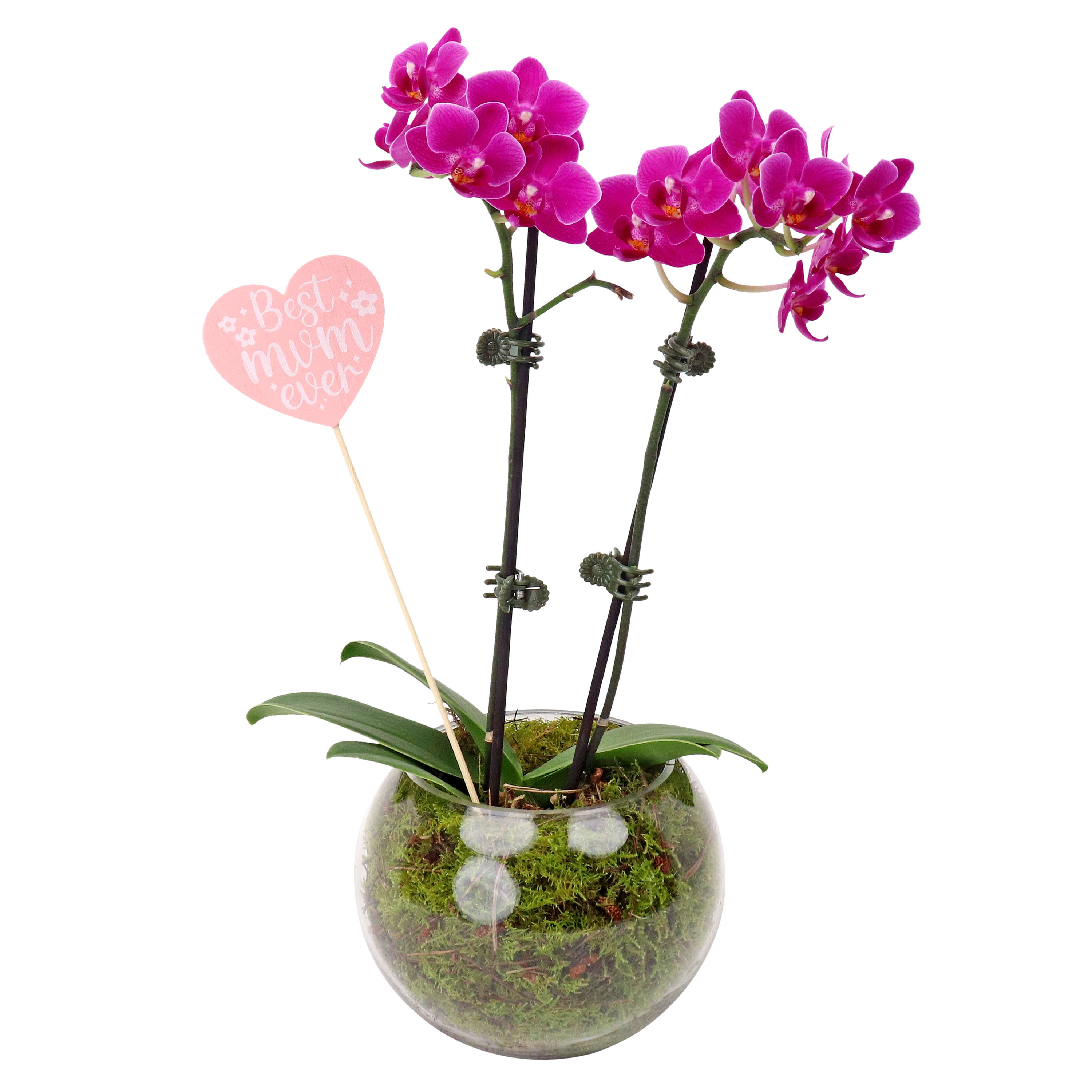 Best Mum Ever Orchid In Fishbowl