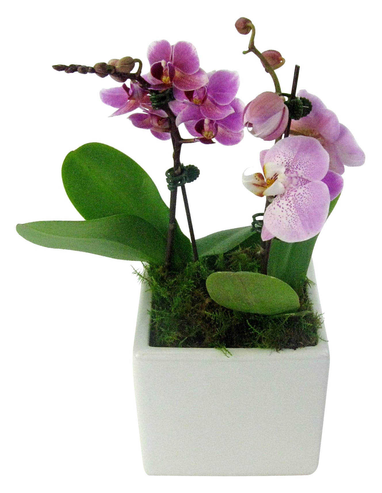 Exotic Drama Orchids