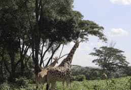 Nairobi