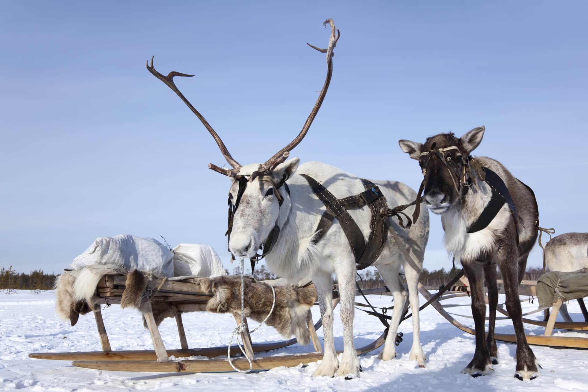 Die günstigsten Flüge von Frankfurt nach Rovaniemi