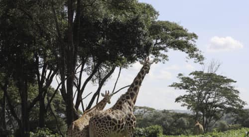 Flüge Nairobi buchen