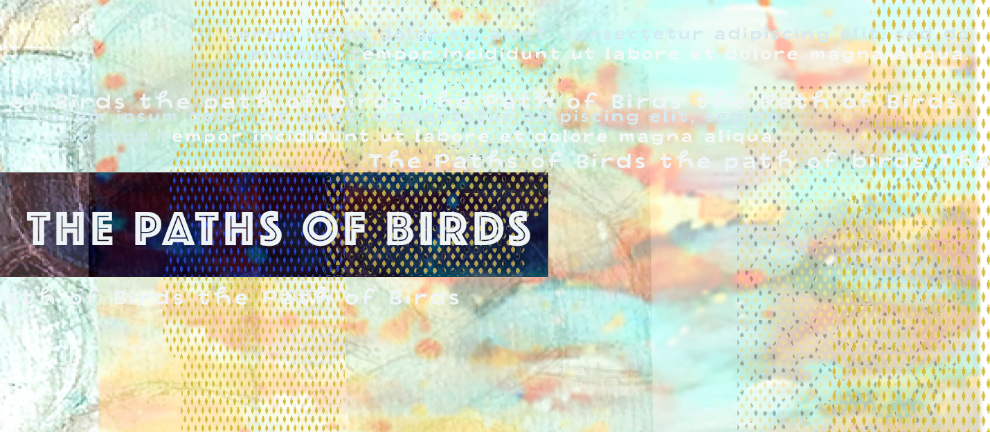 path of birds