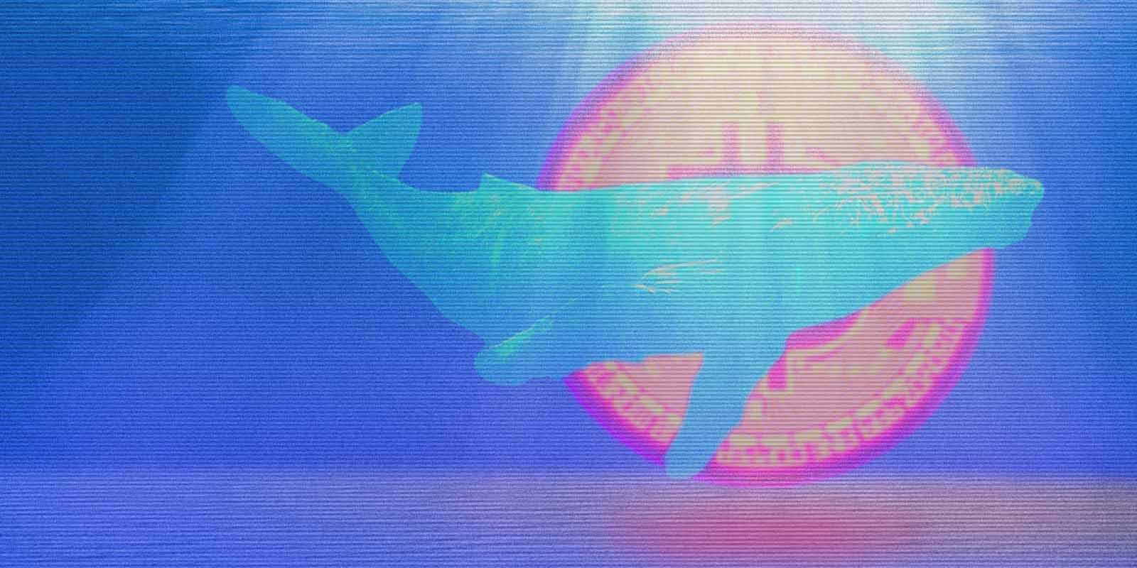 Should You Be Following The Whales?