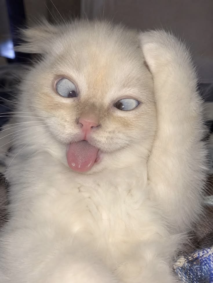 KOKO500