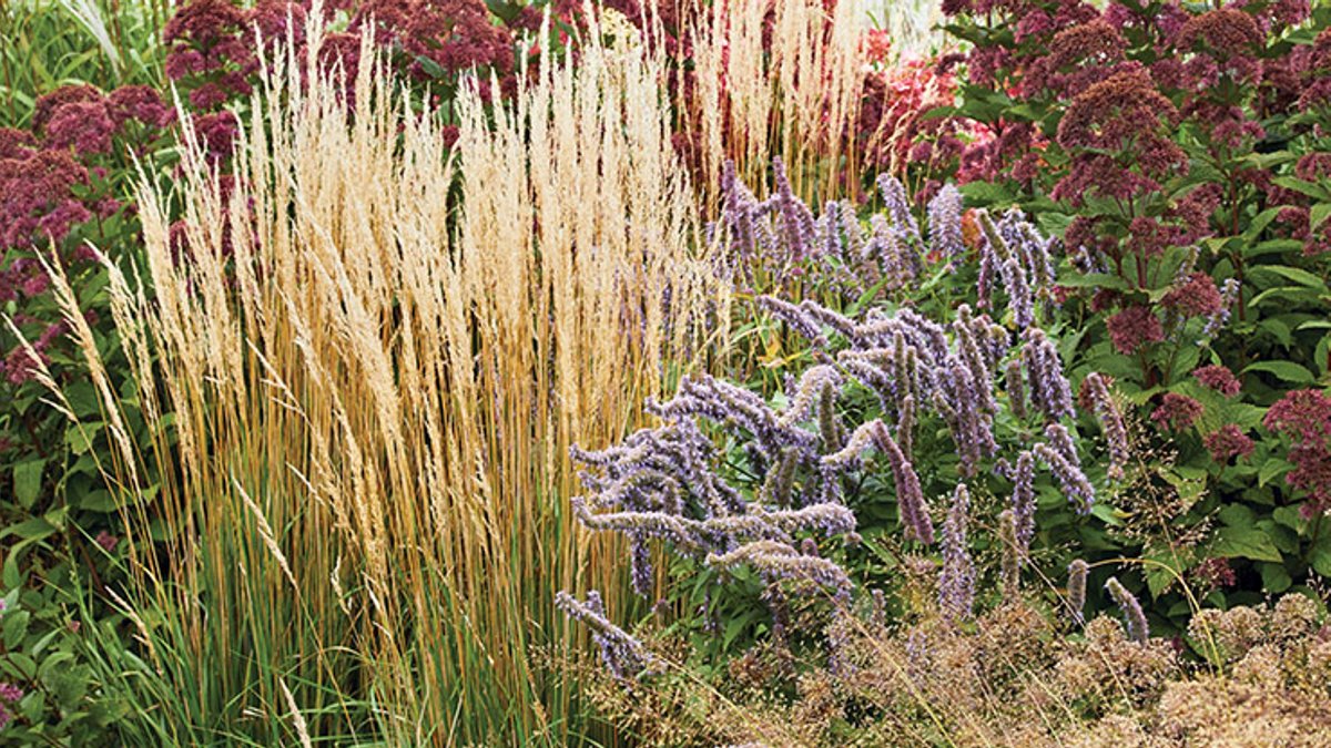 Gardeners Adopt Textured Perennials for Autumn Displays - autumn perennials