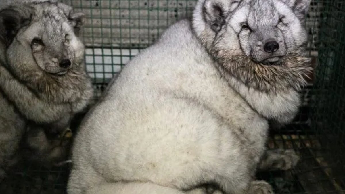 Finnish fur farms still breed giant foxes Finnish fur farms still breed giant foxes - giant foxes
