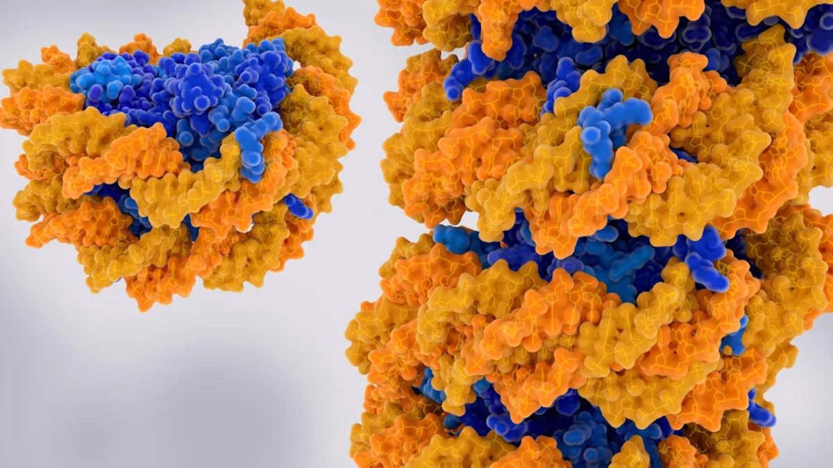 AI detects aging in blood stem cells through chromatin structure