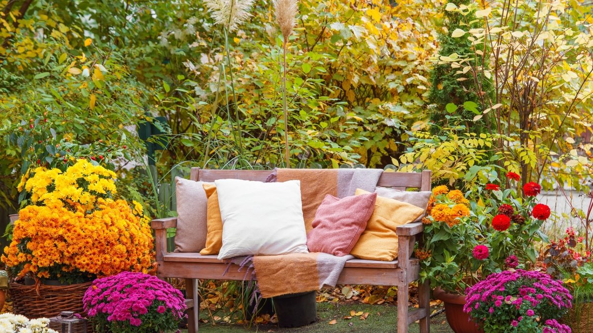 How to grow hardy chrysanthemums - grow hardy chrysanthemums