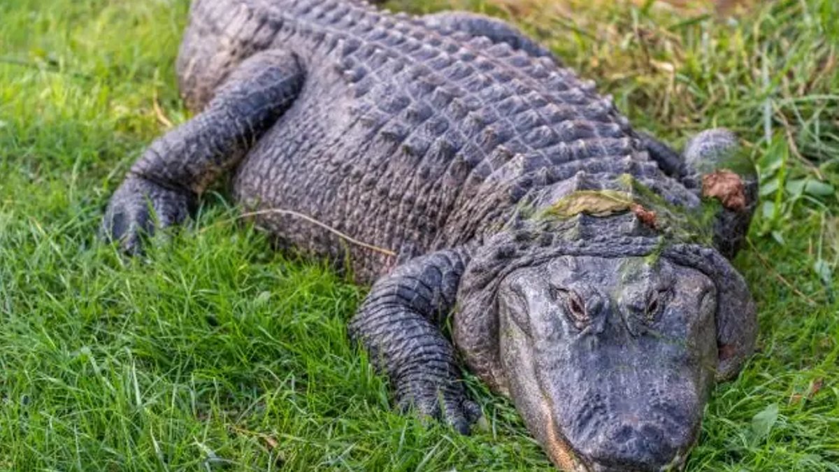 Louisiana allows hunt of up to 10000 alligators Louisiana allows hunt of up to 10000 alligators - alligator hunt