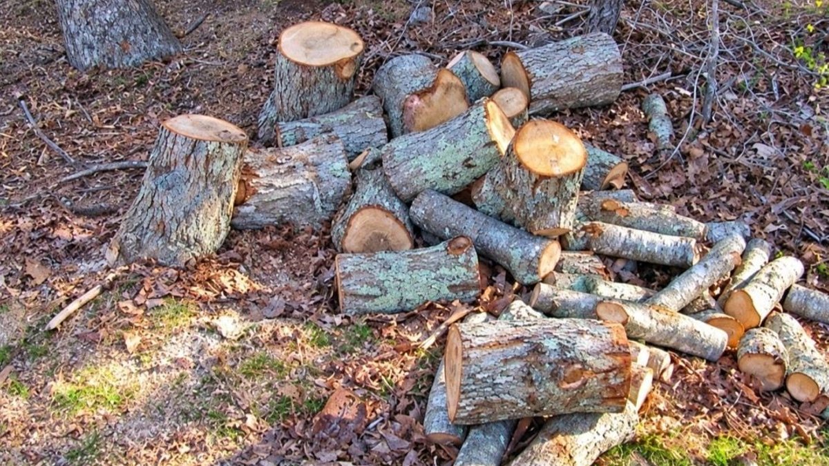 Woman turns cut oak logs into rustic backyard seating - repurpose oak logs