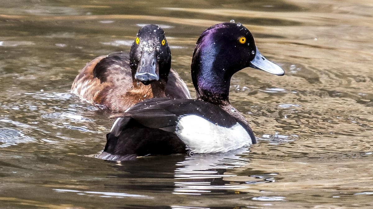 UK pensions reforms face backlash over scheme size rules Row pension, duck, bird, water bird, nature, animal.