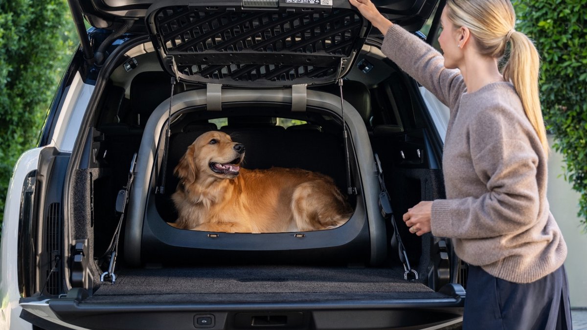 Study: 59% of UK Drivers Let Dogs Ride Freely Study: 59% of UK Drivers Let Dogs Ride Freely - uk dog drivers