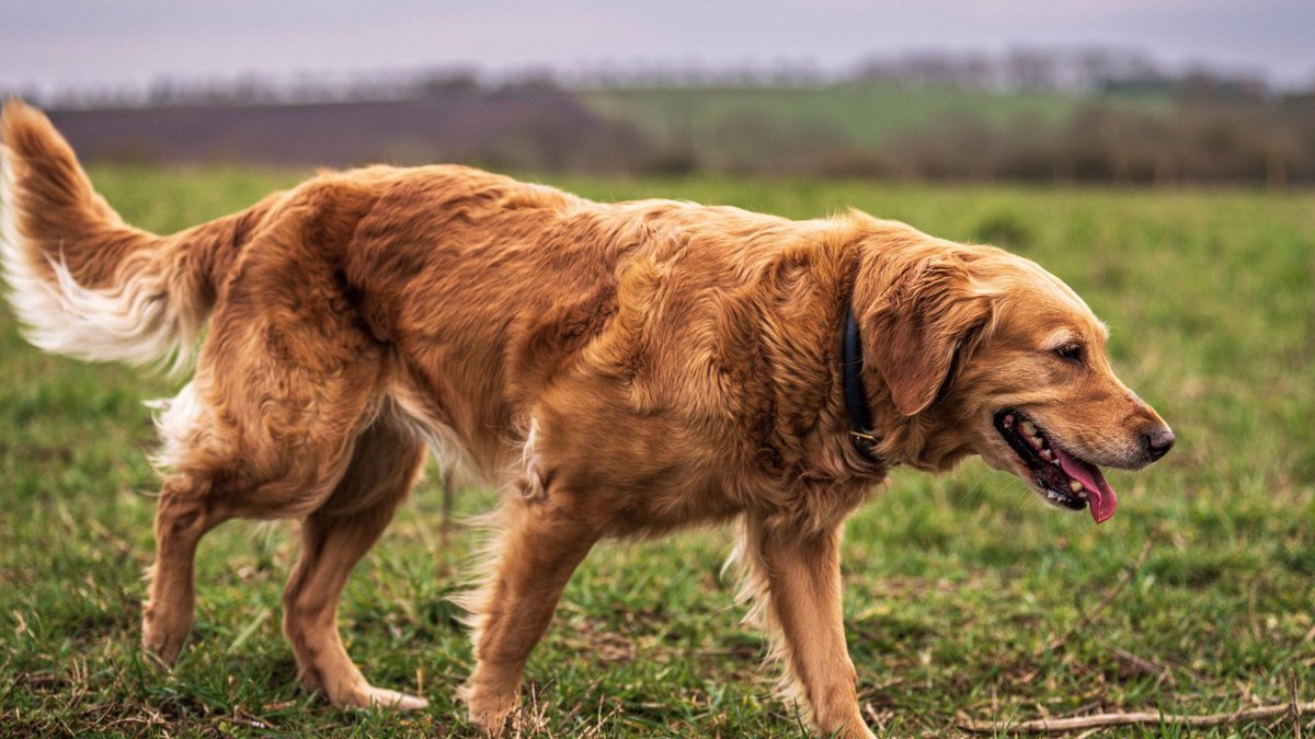 Golden Retriever walking in a lush green field, enjoying the serene outdoor landscape.