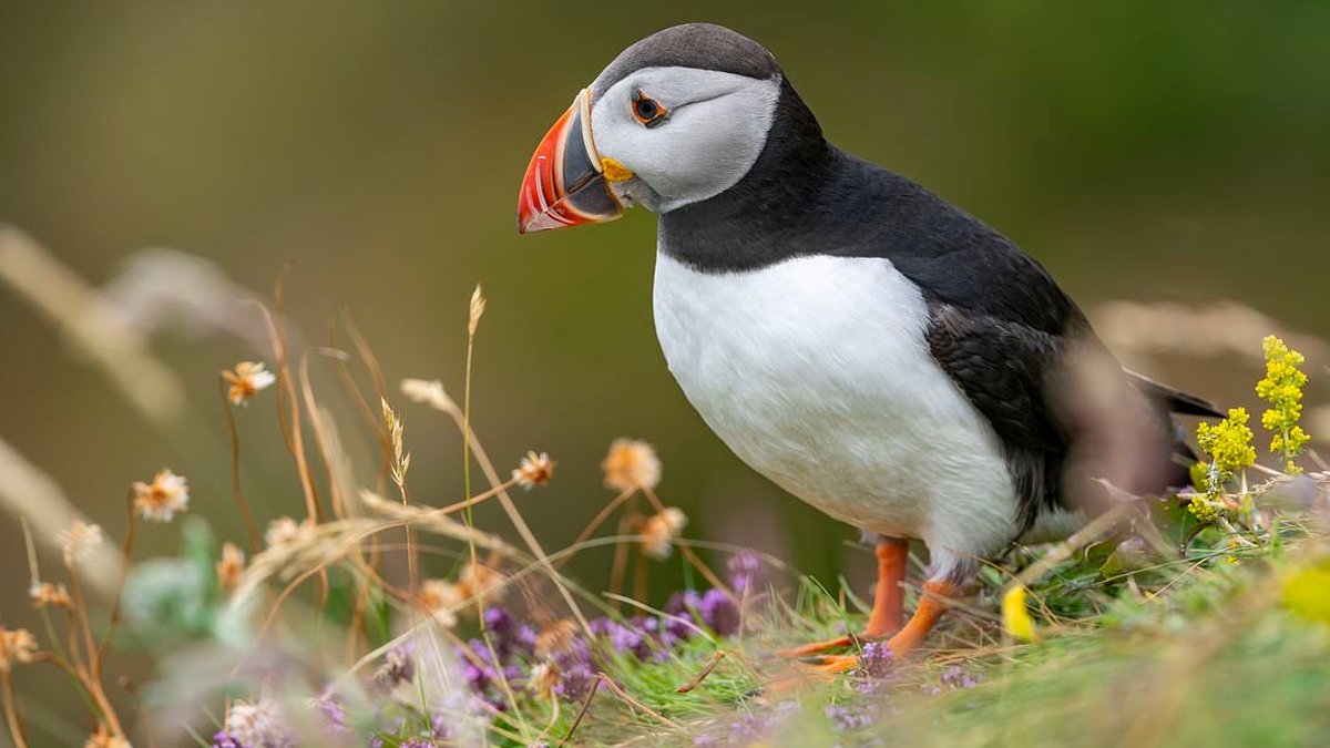 Bank of England replaces historic figures with wildlife on new Bank of England replaces historic figures with wildlife on new - wildlife banknotes