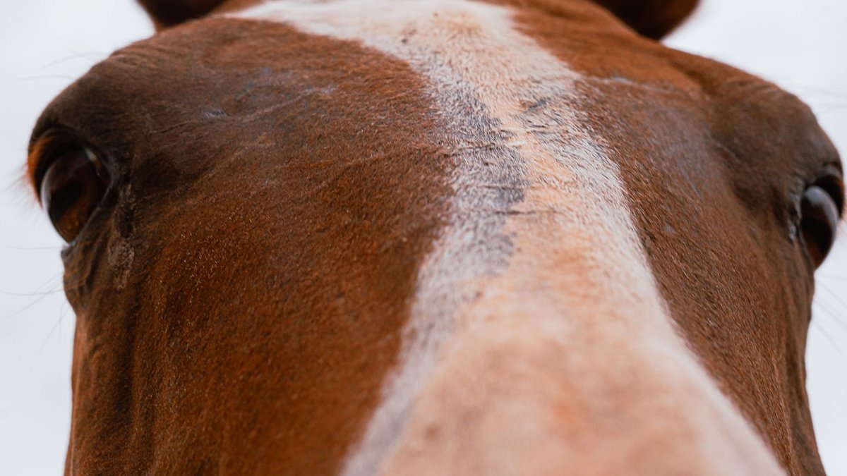 A detailed close-up of a brown horse's face, highlighting its unique white stripe and gentle eyes.